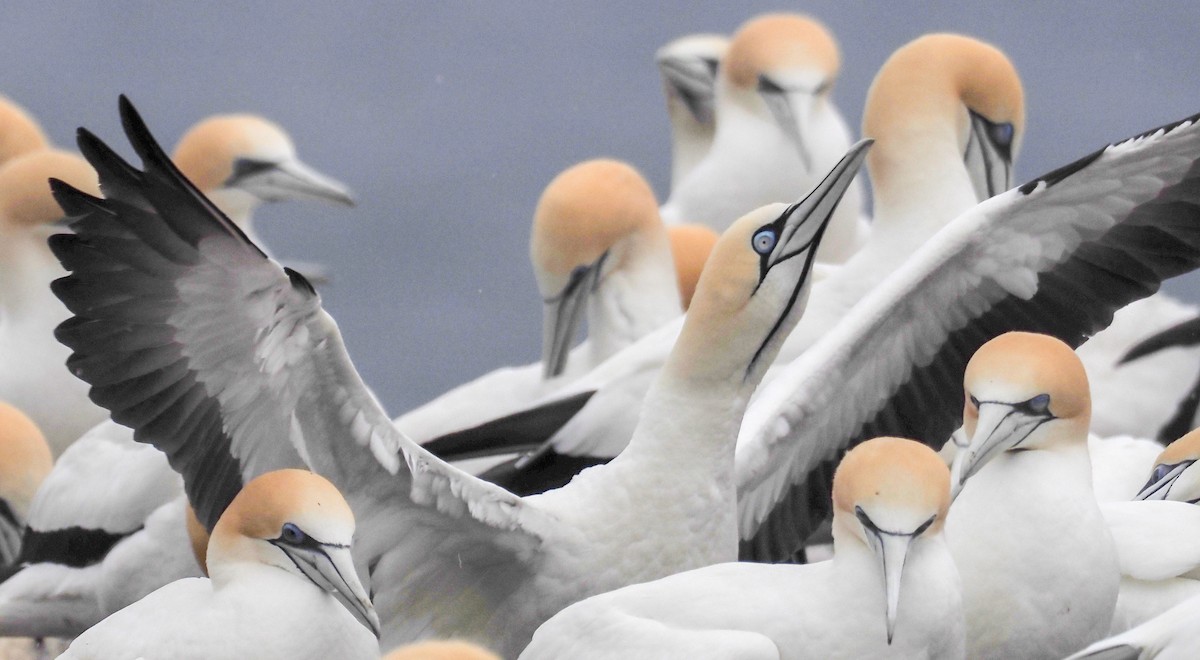 Cape Gannet - ML644578889