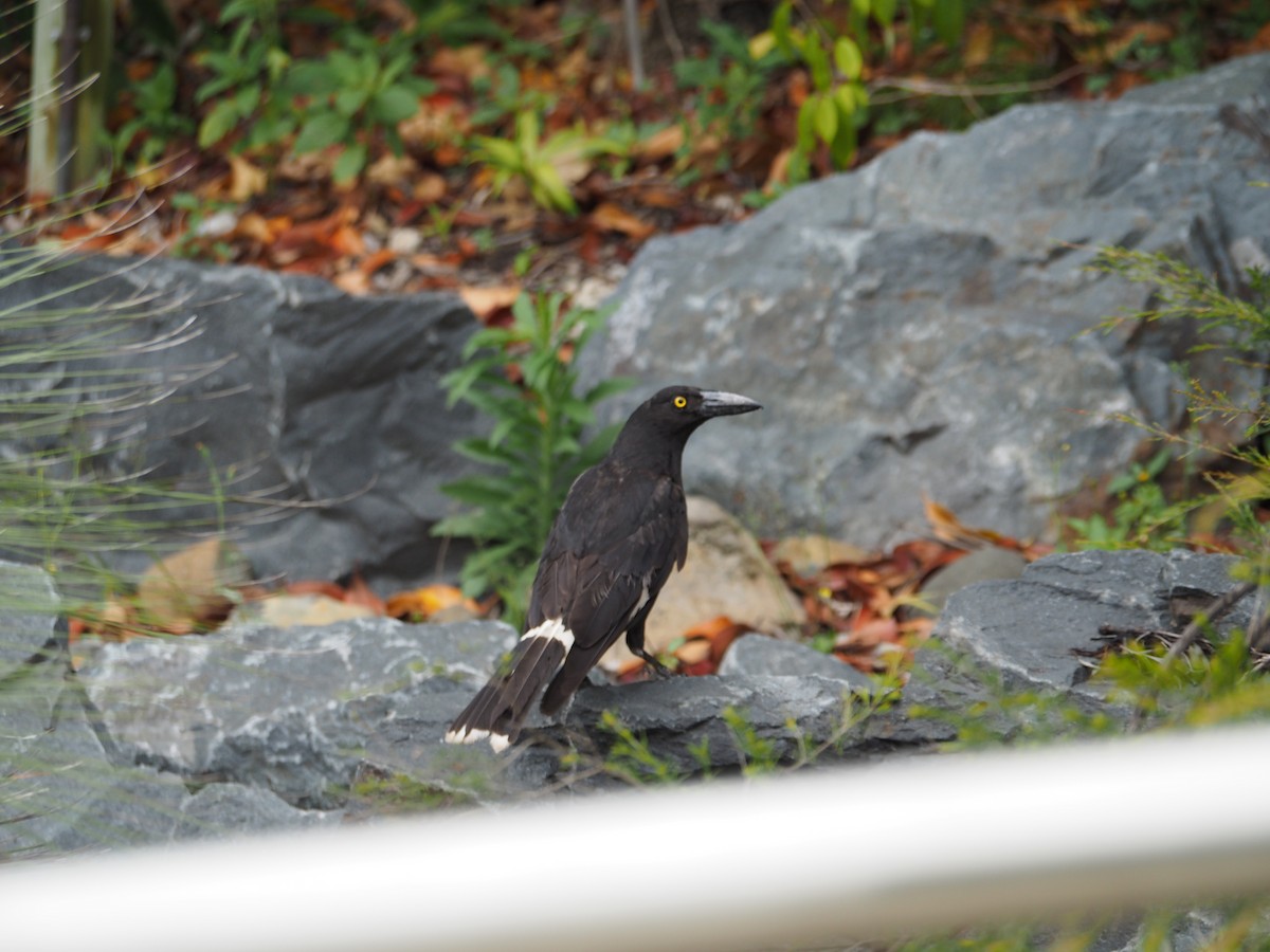 Pied Currawong - ML644578890
