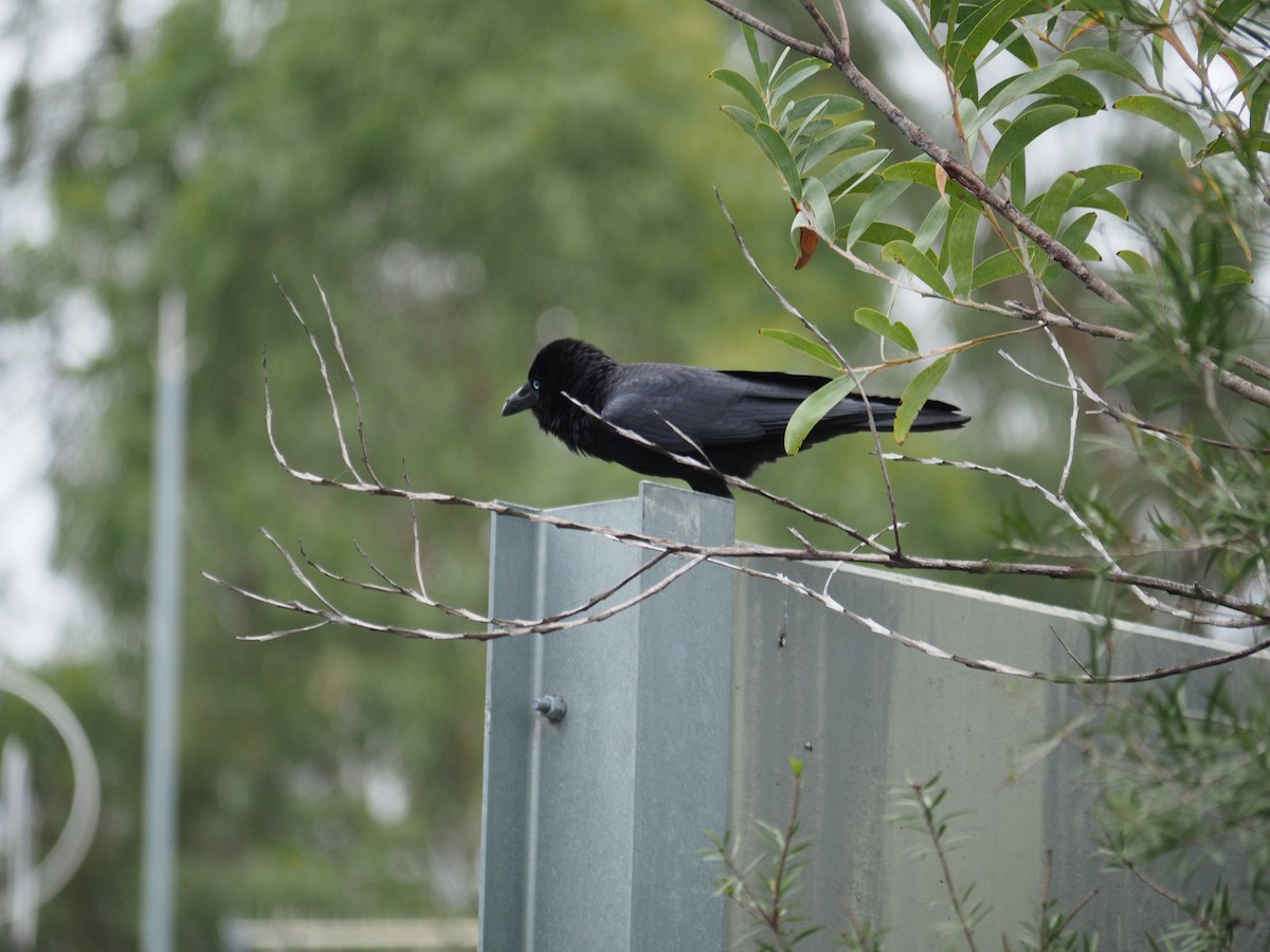 Torresian Crow - ML644578892