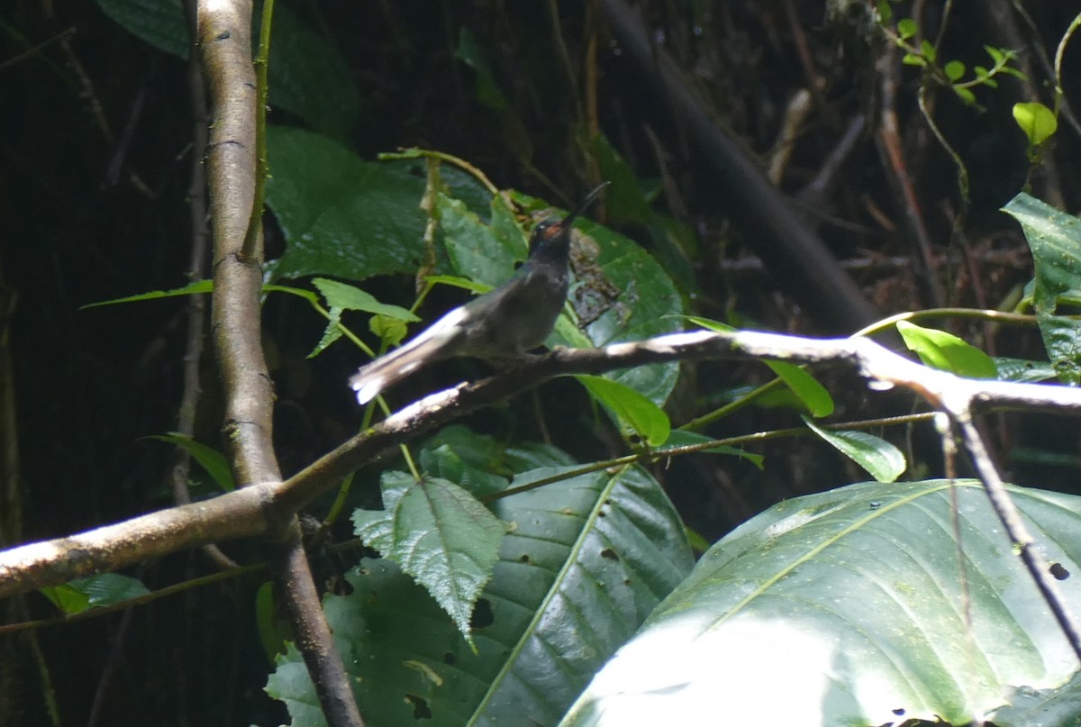 Rufous-gaped Hillstar - ML644578893