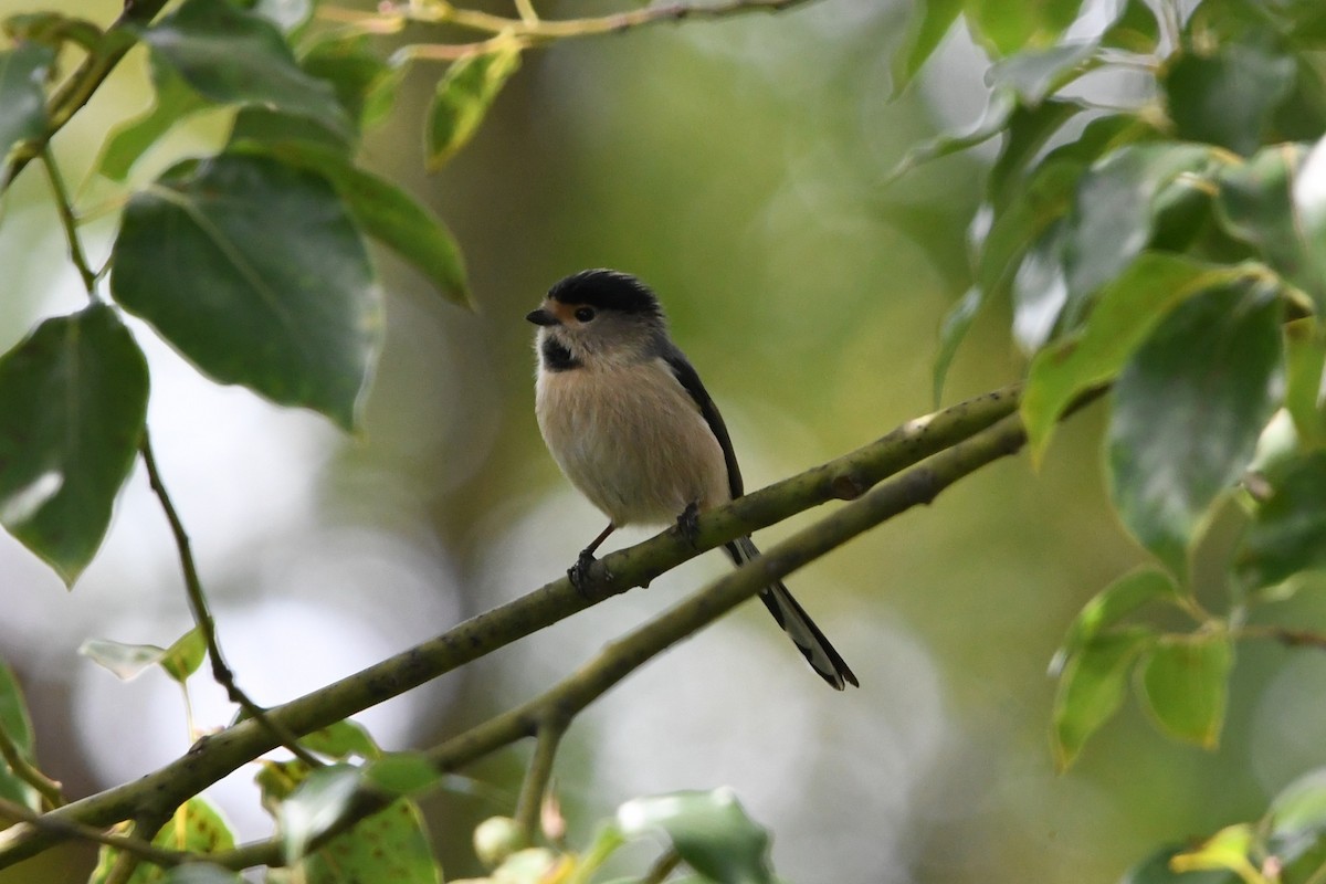 Silver-throated Tit - ML644578894