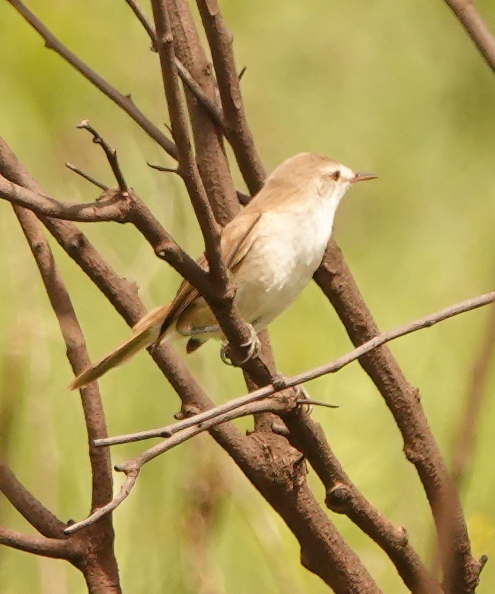 Lesser Swamp Warbler - ML644578896