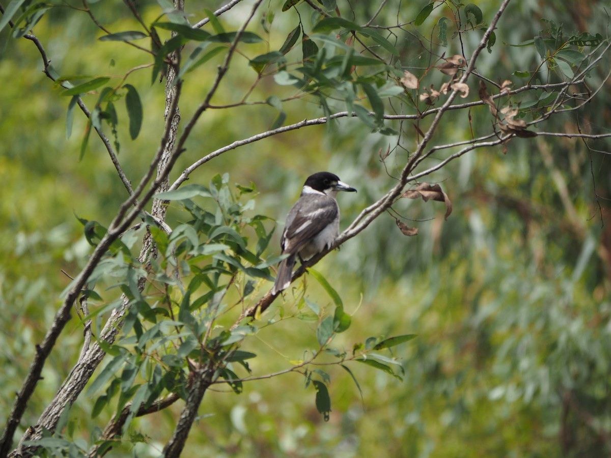 Gray Butcherbird - ML644578898