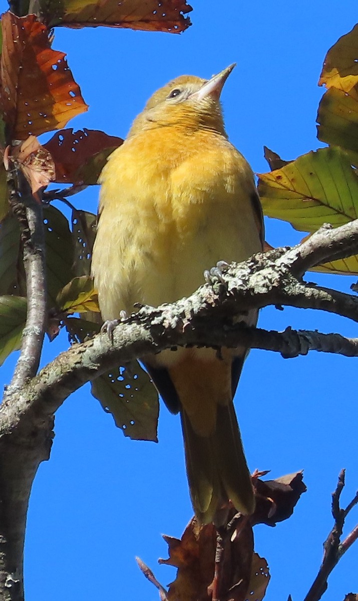 Baltimore Oriole - ML644578899