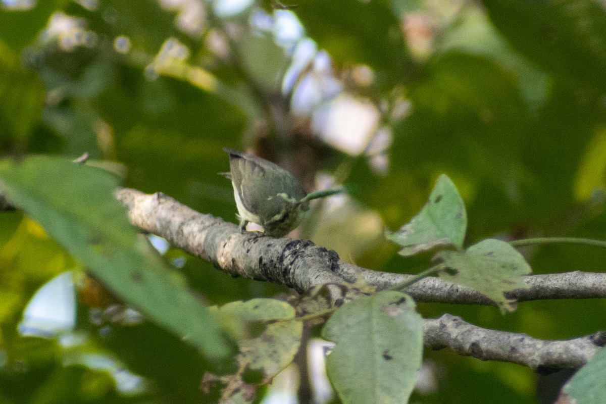 Green Warbler - ML644578901