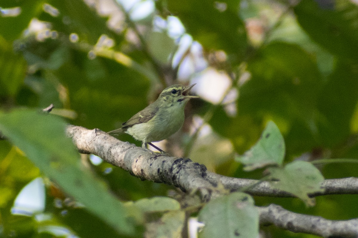 Green Warbler - ML644578902