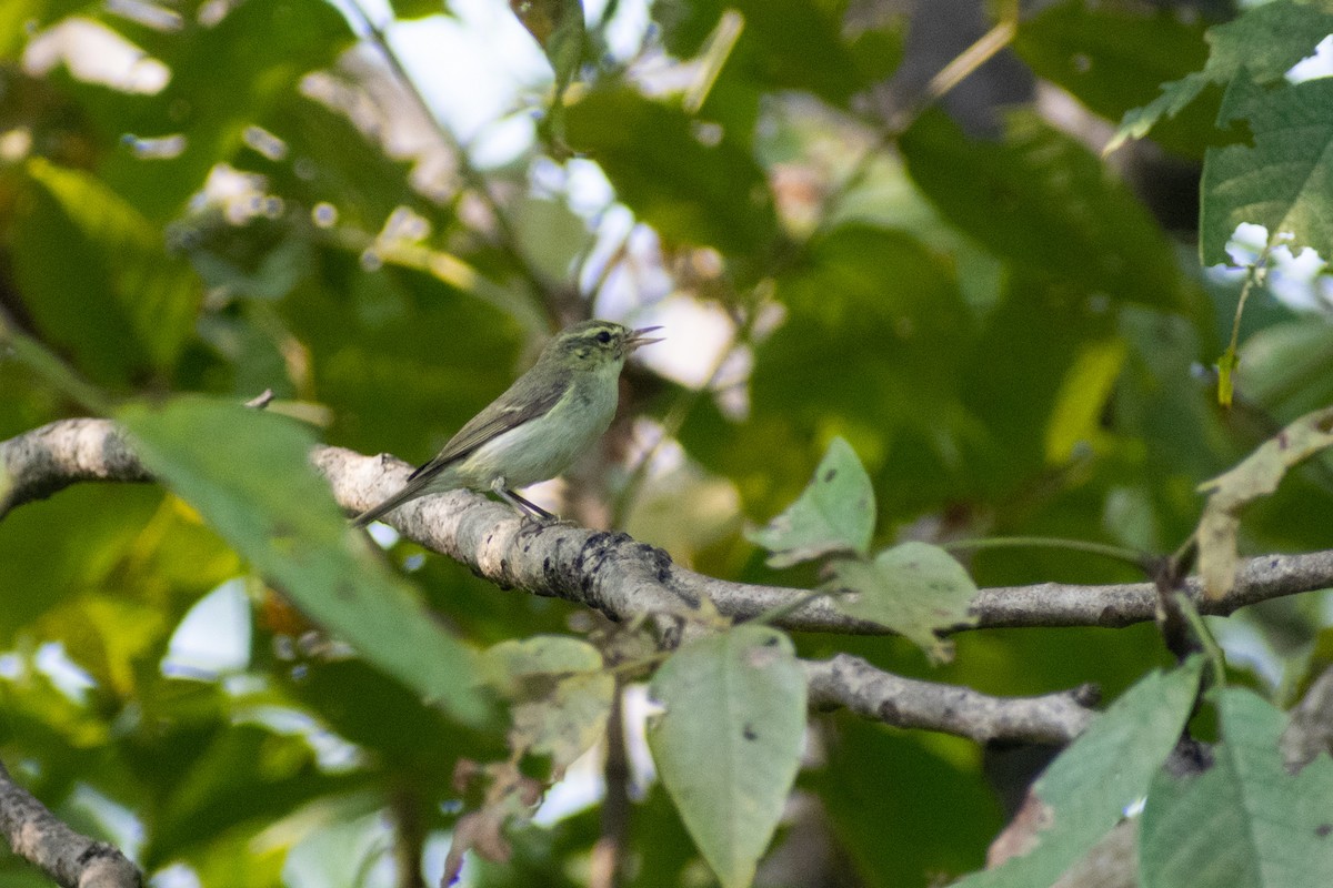 Green Warbler - ML644578903