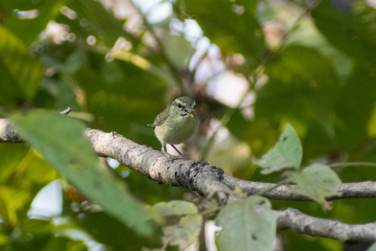 Green Warbler - ML644578904