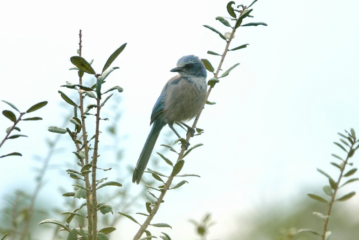 Florida Scrub-Jay - ML644578906