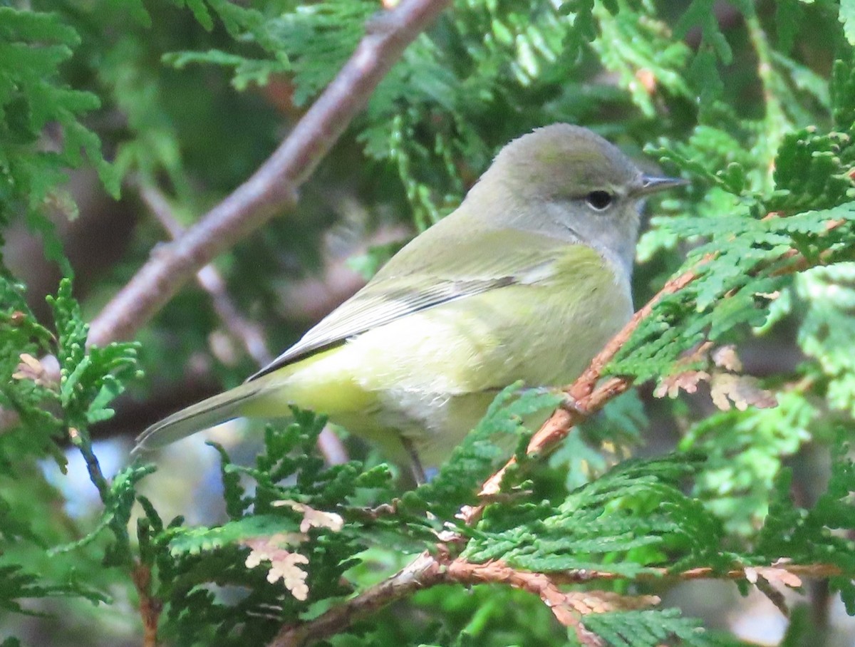 Paruline verdâtre - ML644578907