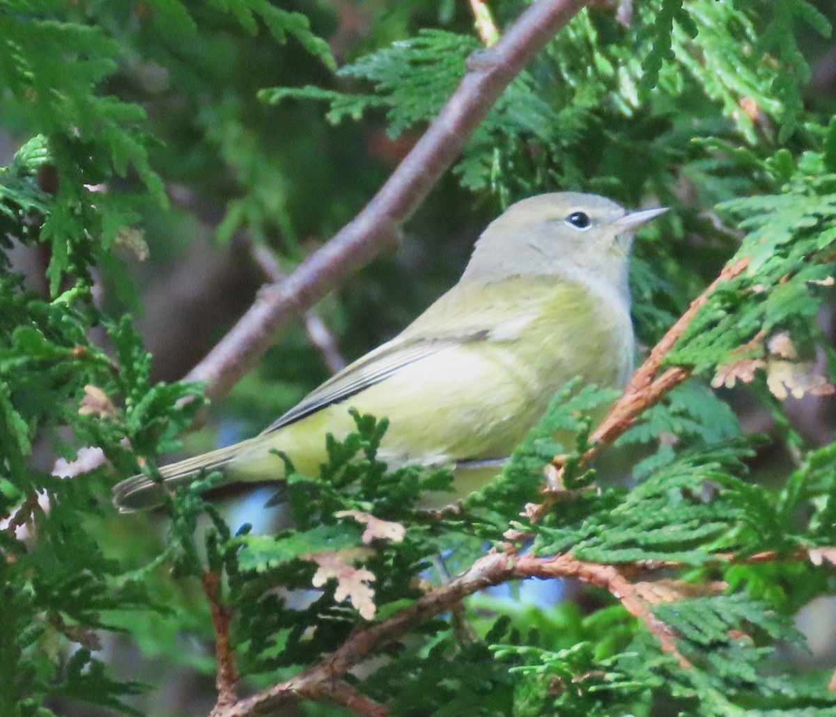 Paruline verdâtre - ML644578908