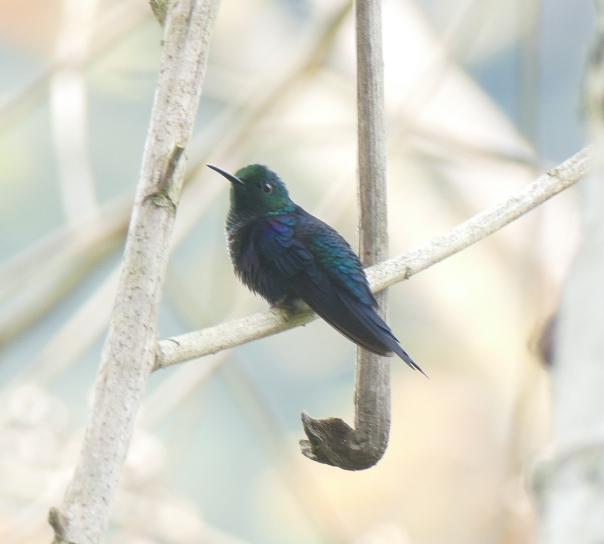 Dryade couronnée - ML644578909