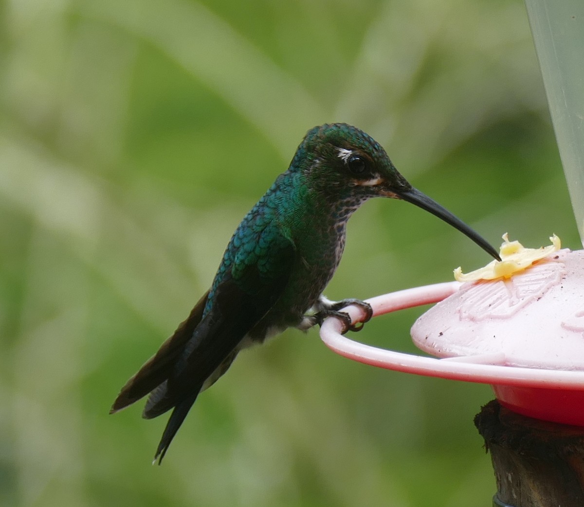 Brillant fer-de-lance - ML644578910