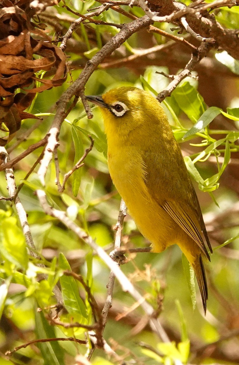 Zostérops du Cap - ML644578913