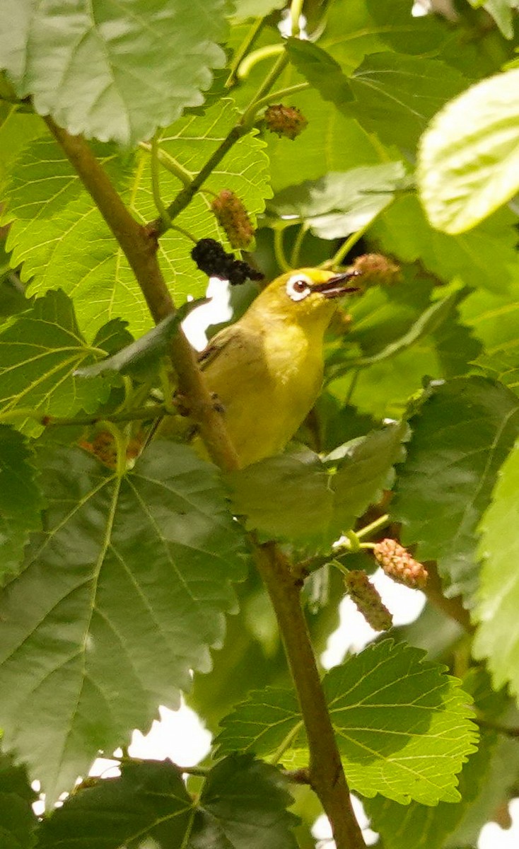 Zostérops du Cap - ML644578914