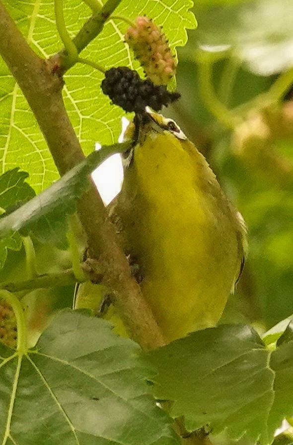 Zostérops du Cap - ML644578915