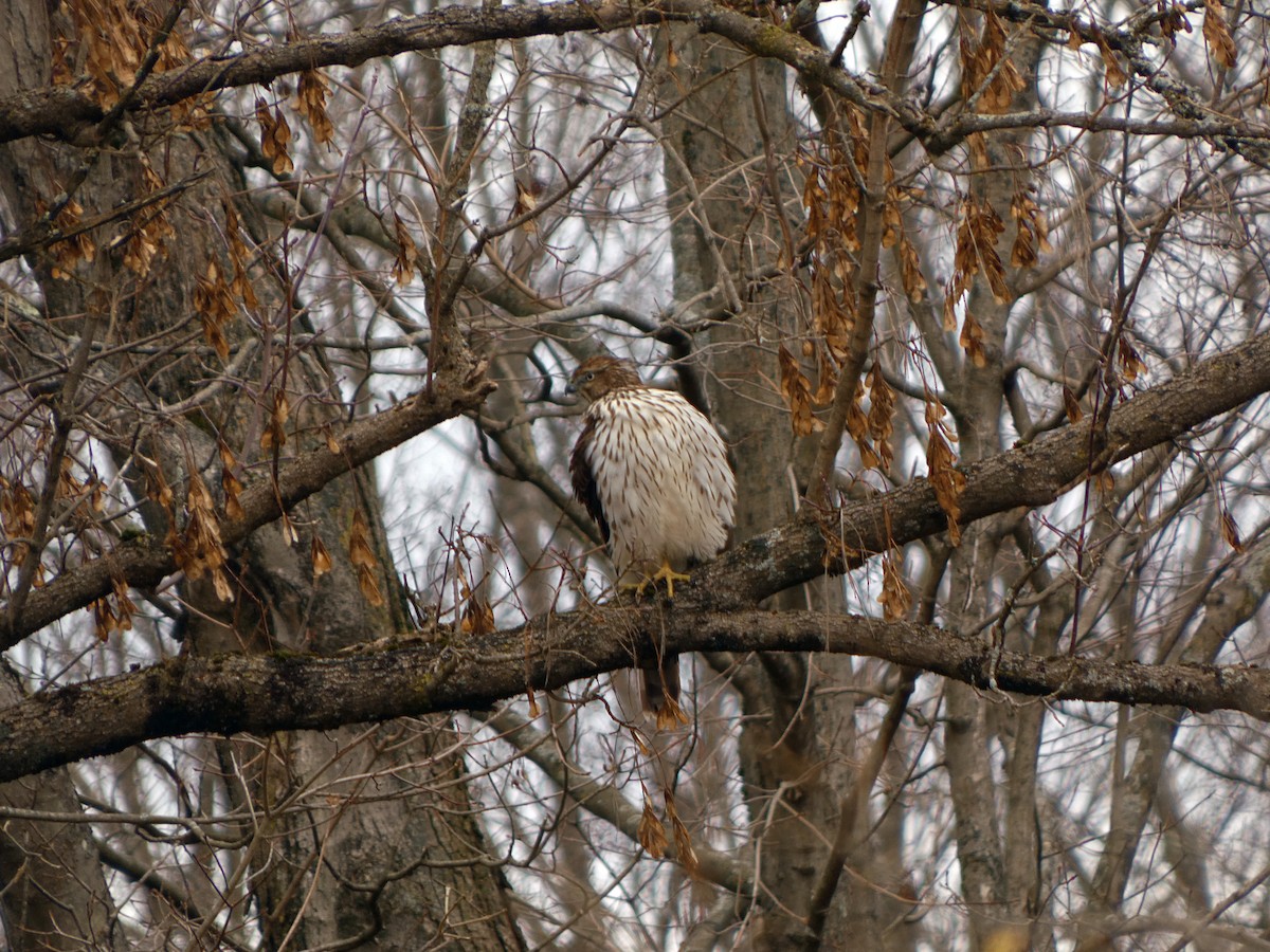 Épervier de Cooper - ML644578916