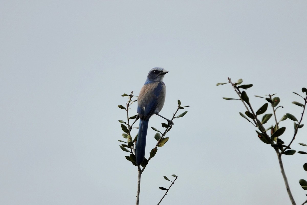 Florida Scrub-Jay - ML644578918