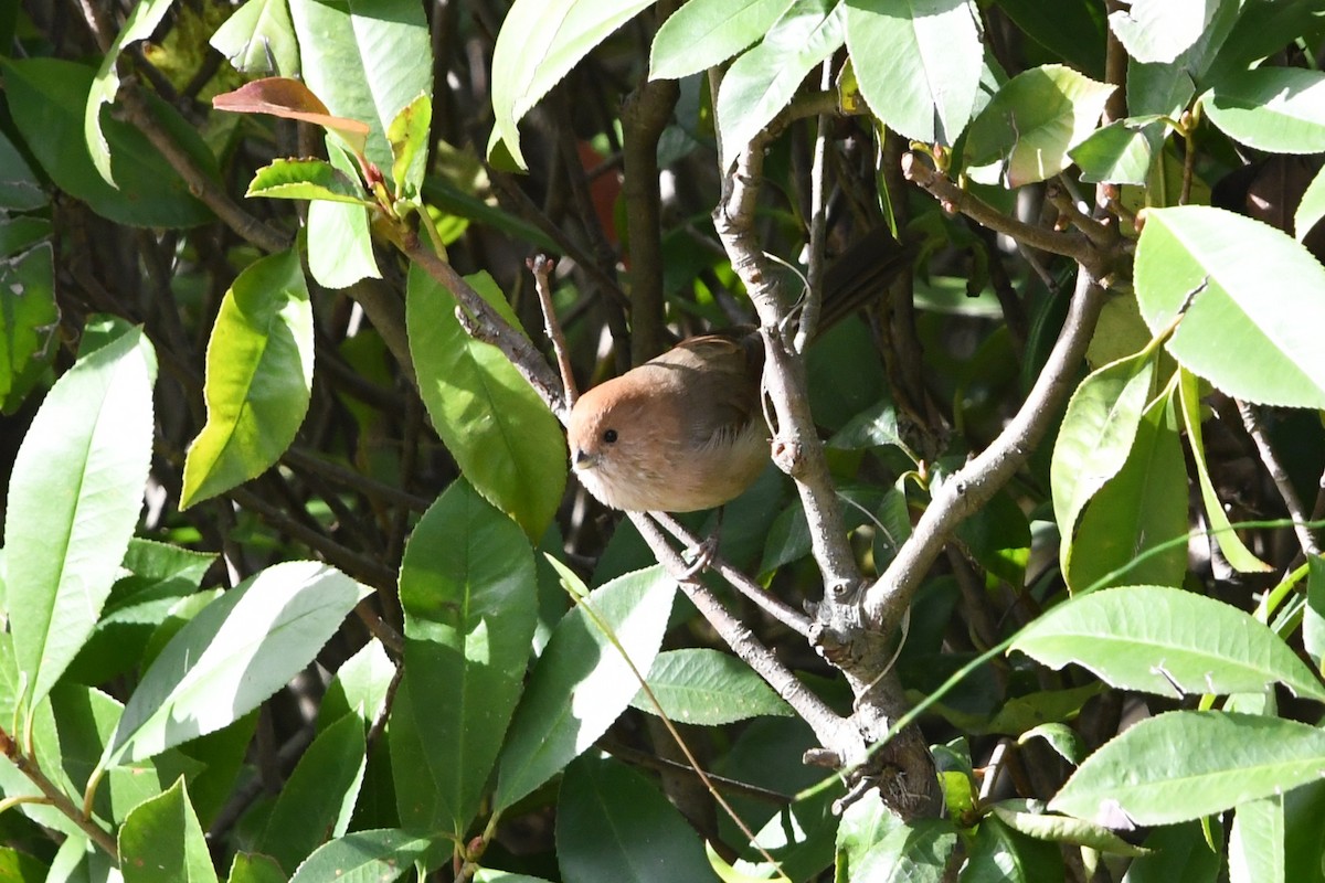 Paradoxornis de Webb - ML644578920