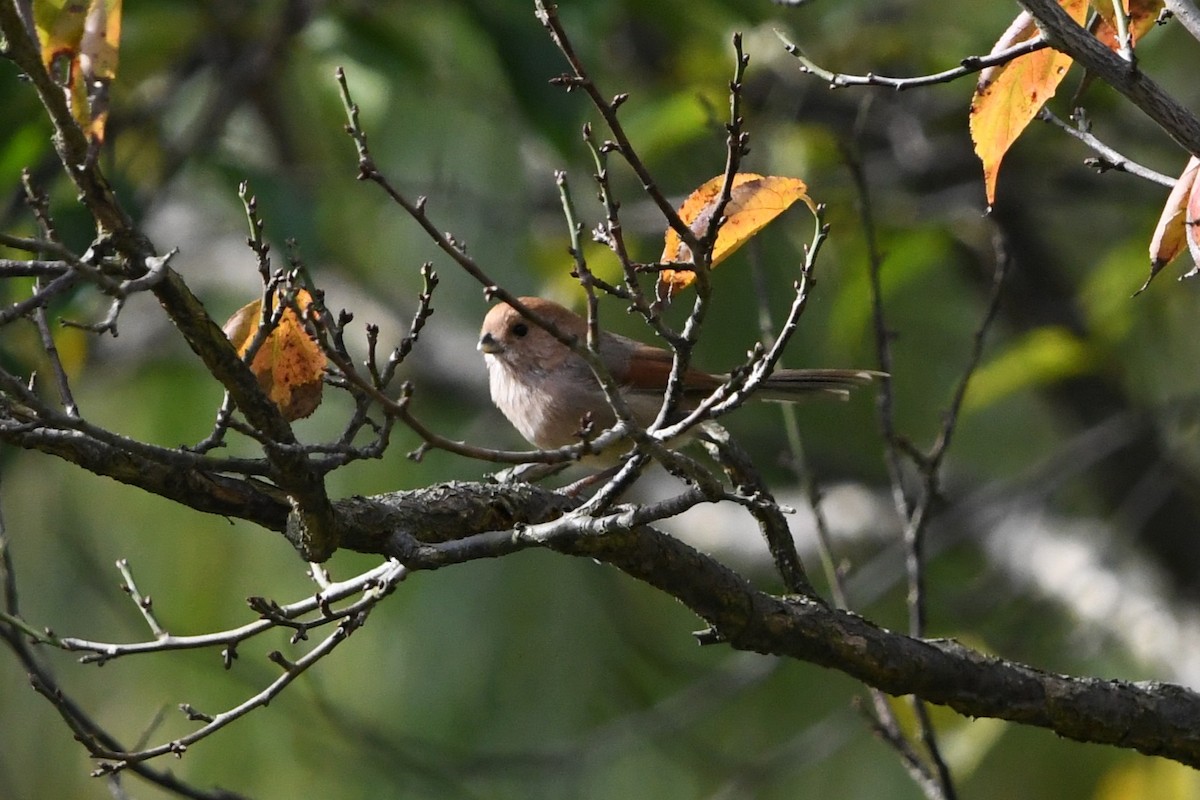 Paradoxornis de Webb - ML644578921