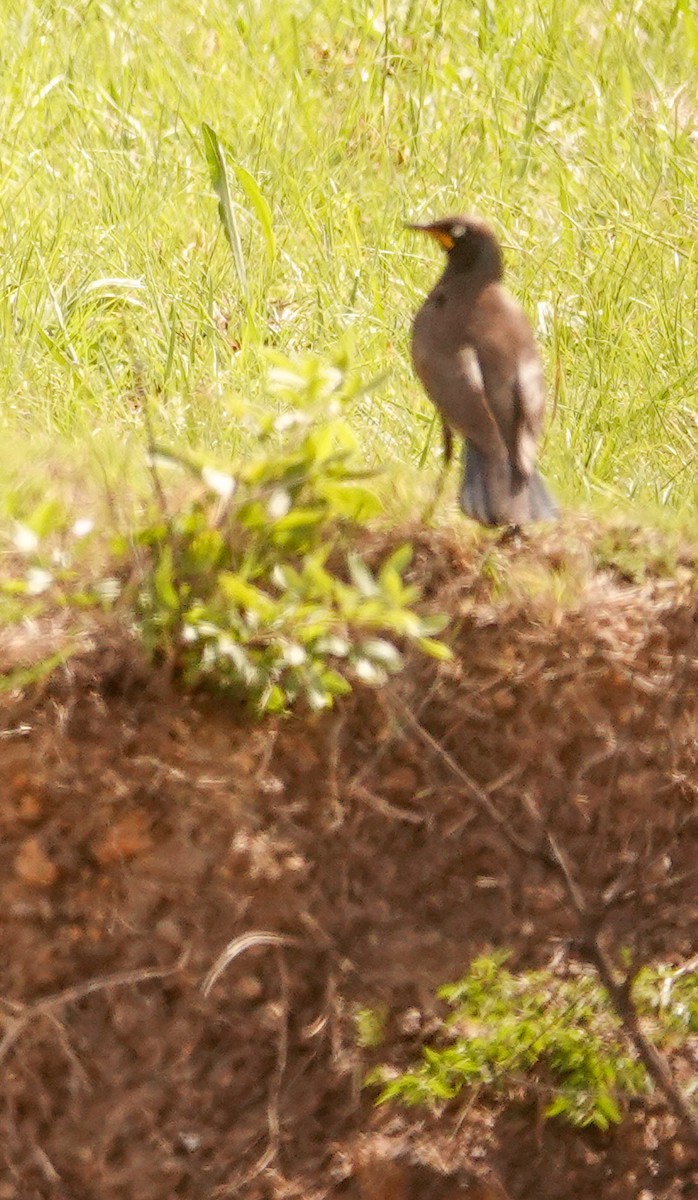 Spréo bicolore - ML644578922