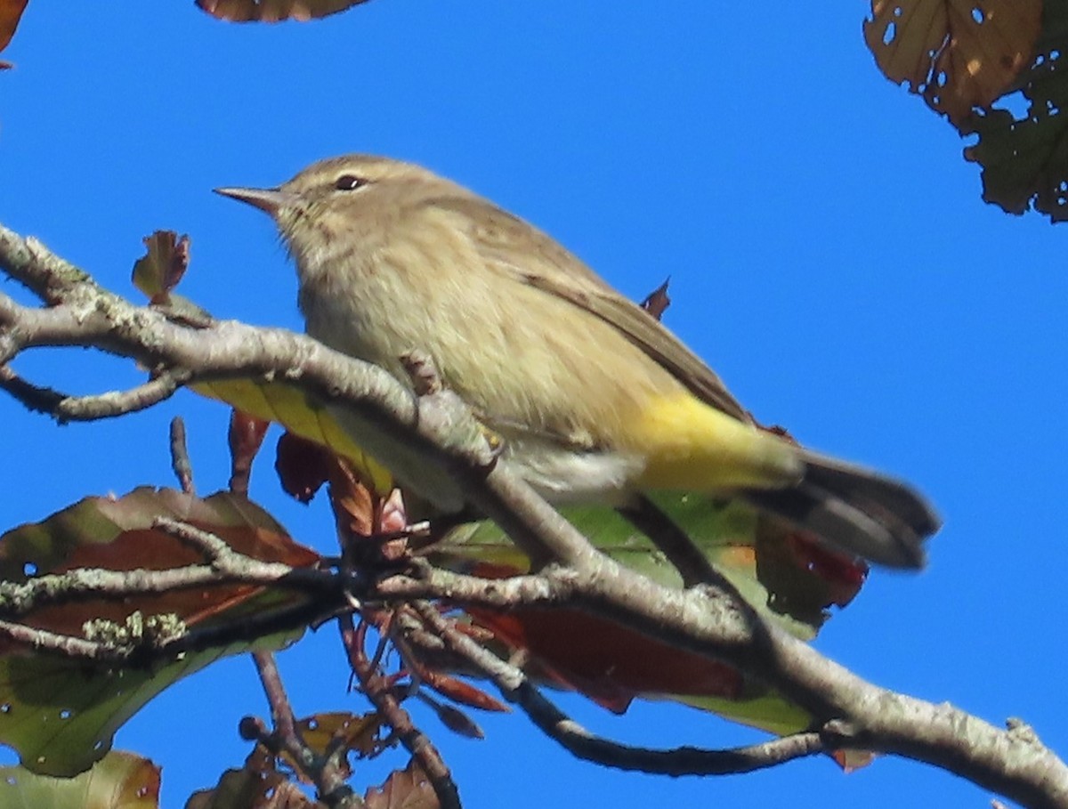 Paruline à couronne rousse (palmarum) - ML644578923