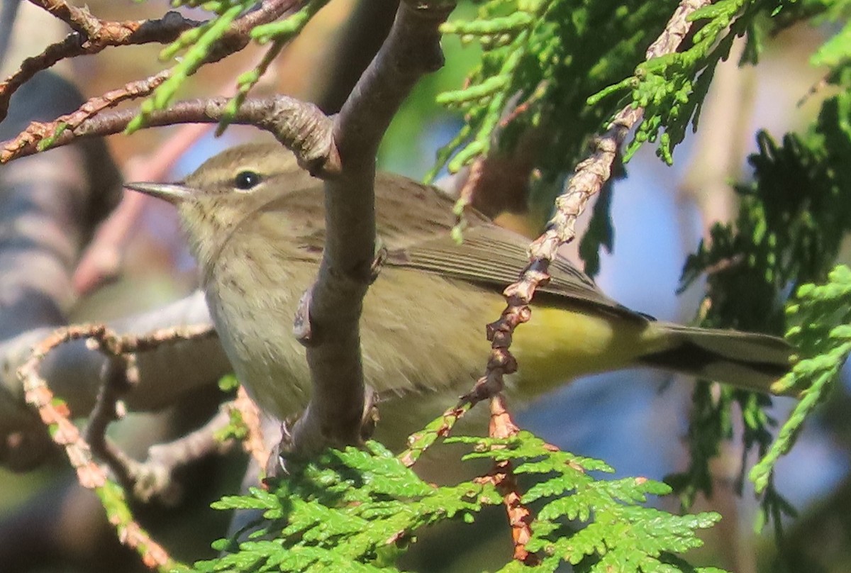 Paruline à couronne rousse (palmarum) - ML644578924