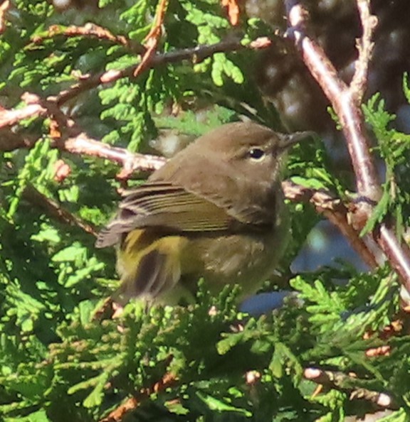 Paruline à couronne rousse (palmarum) - ML644578925