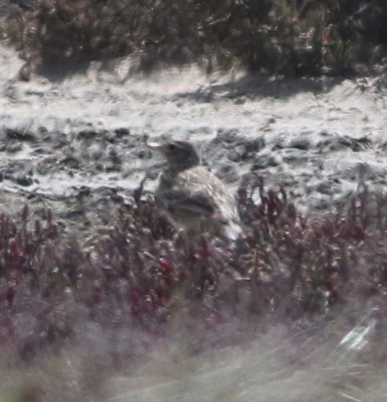 Щеврик австралійський - ML644578927
