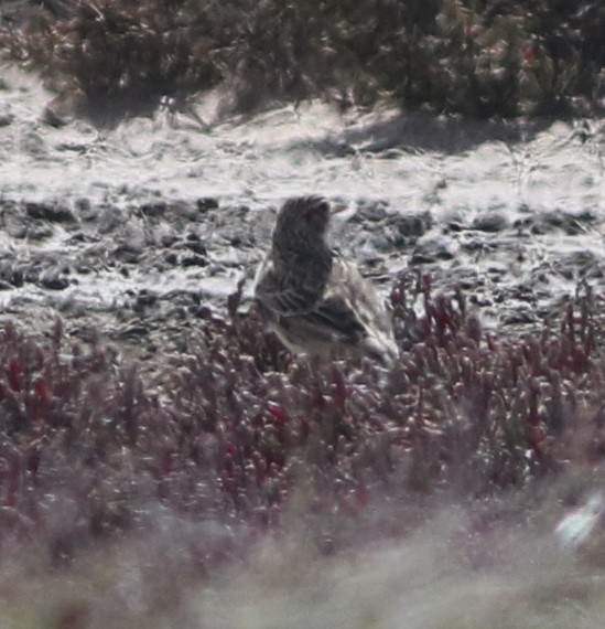 Pipit d'Australie - ML644578928