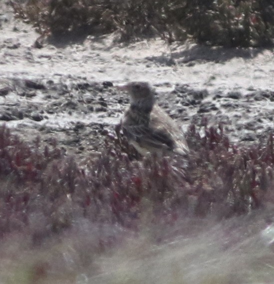 Щеврик австралійський - ML644578929