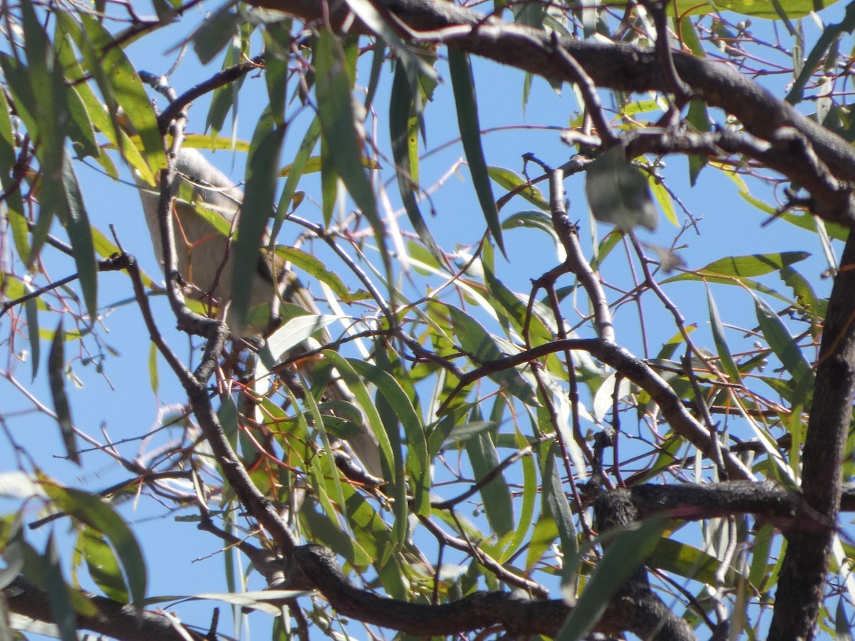 Кукабара велика - ML644578930