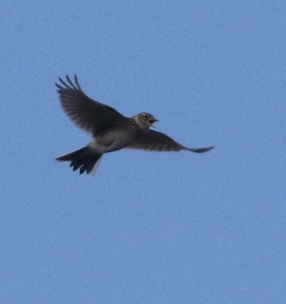 Жайворонок польовий - ML644578935