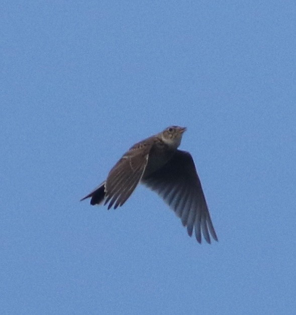 Жайворонок польовий - ML644578936