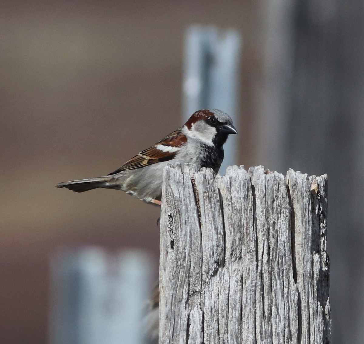Горобець хатній - ML644578938