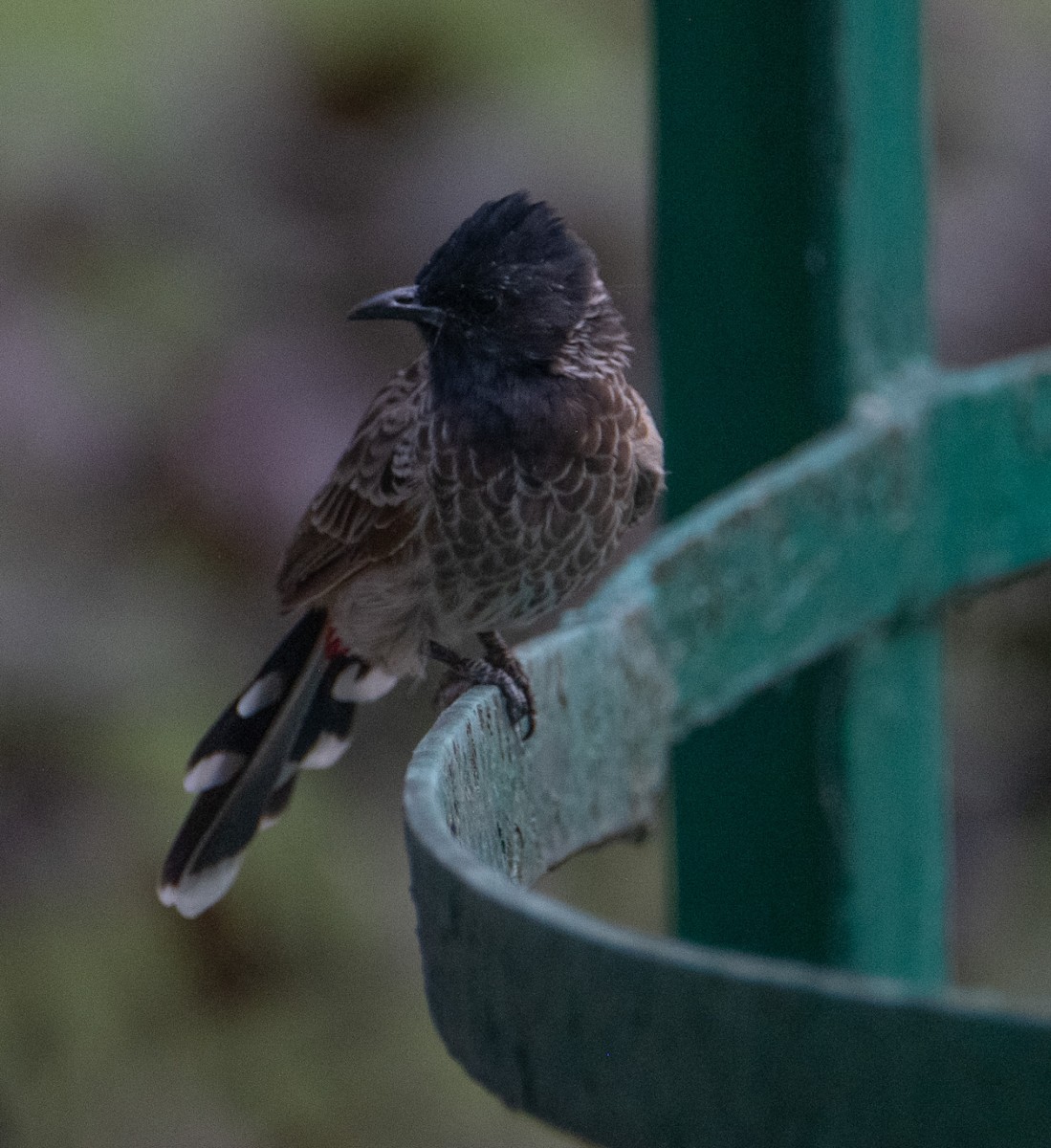 Бюльбюль червоногузий - ML644578939