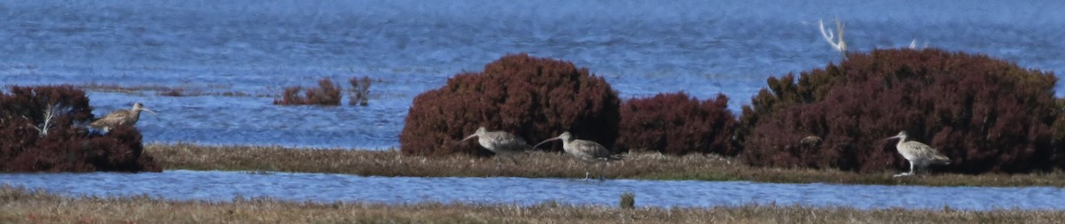 Кульон східний - ML644578940