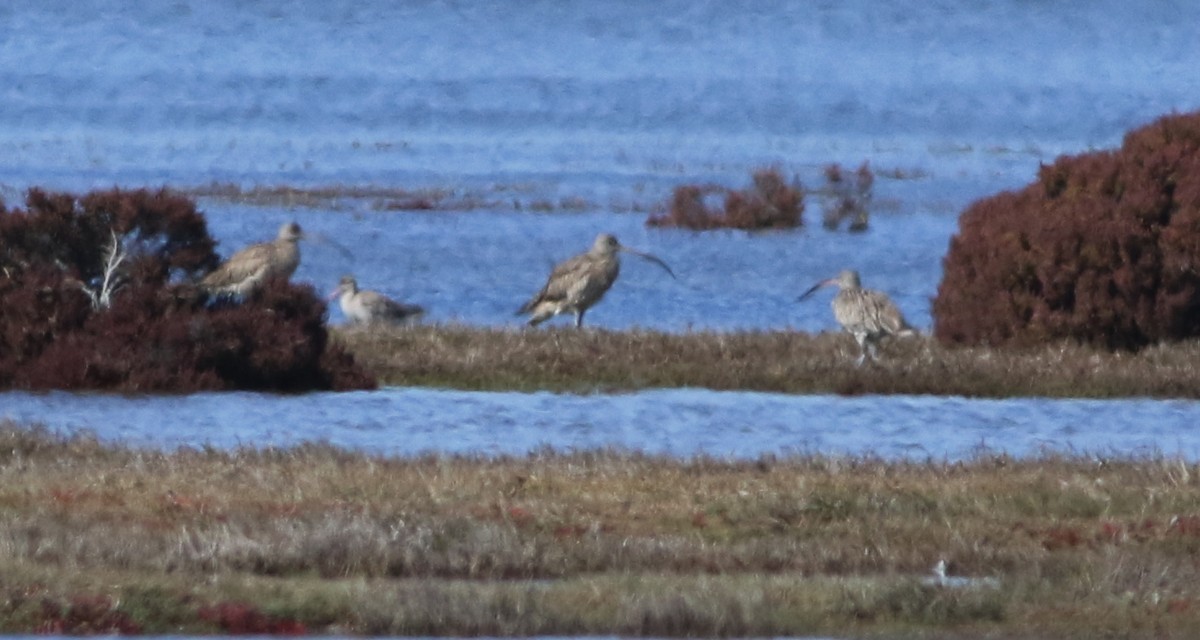 Кульон східний - ML644578941