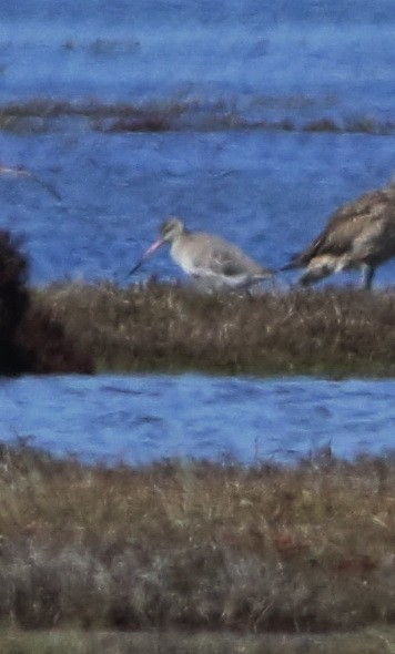 Грицик малий - ML644578943