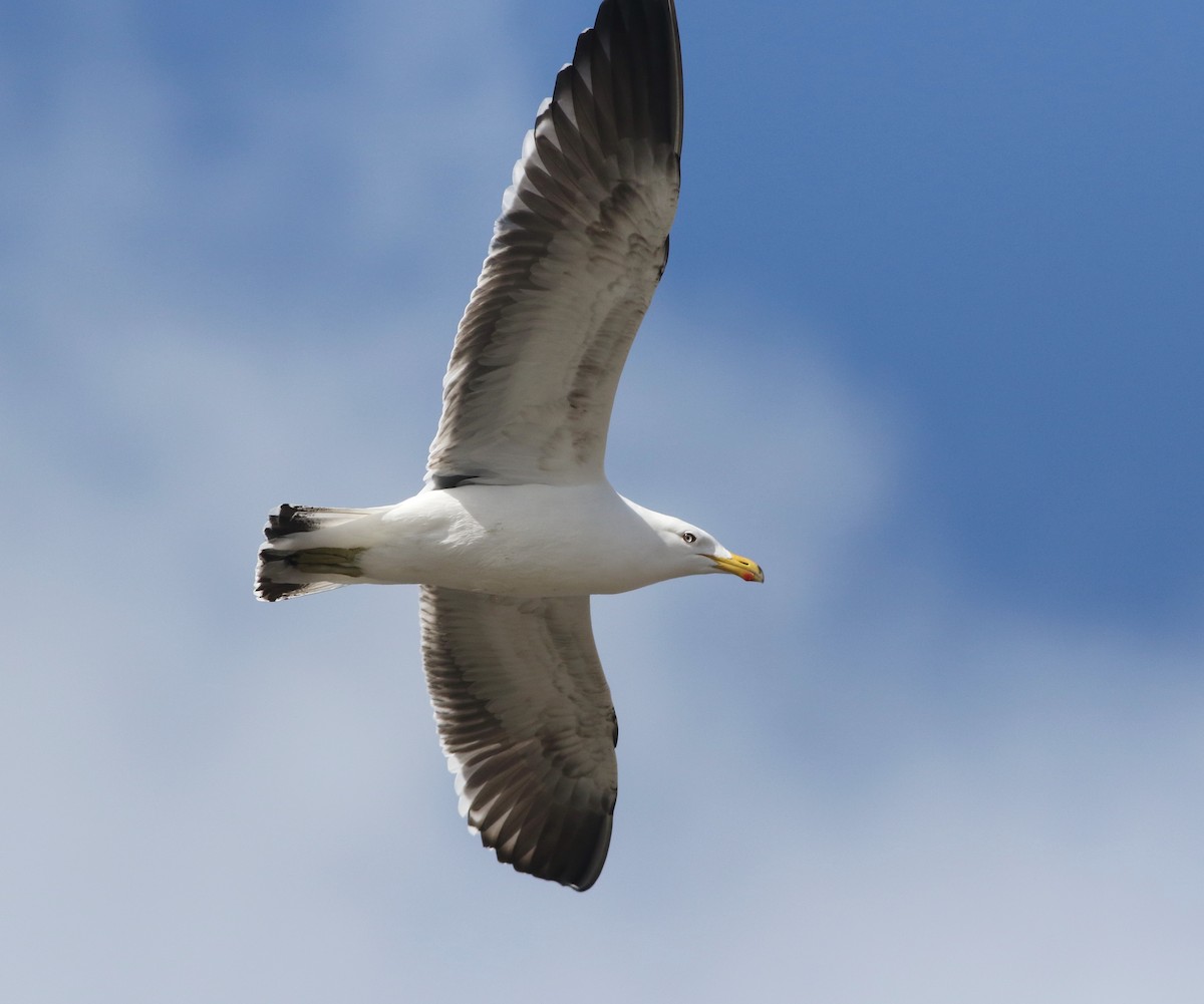 Мартин домініканський - ML644578944