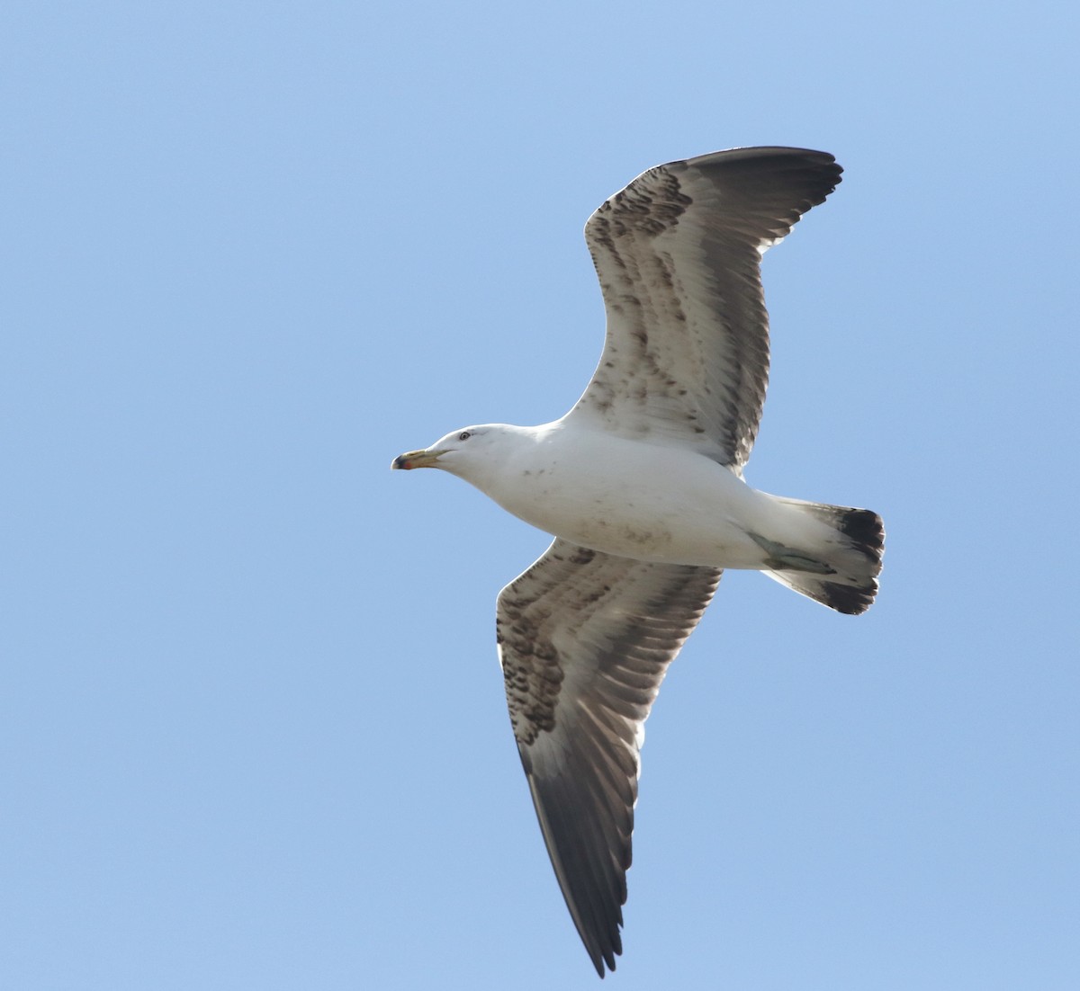 Мартин домініканський - ML644578945