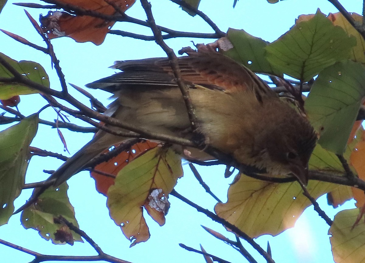 Лускун - ML644578947