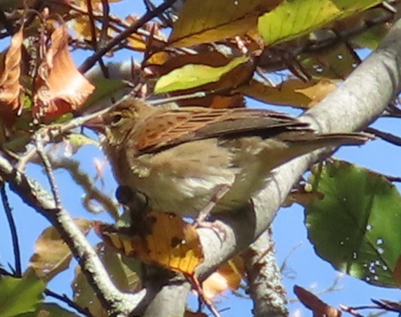 Лускун - ML644578948