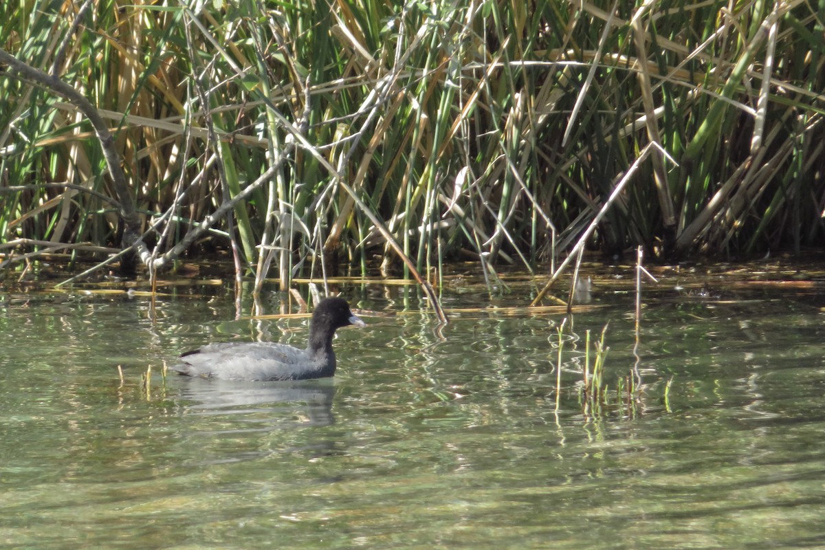 Лиска звичайна - ML644578950