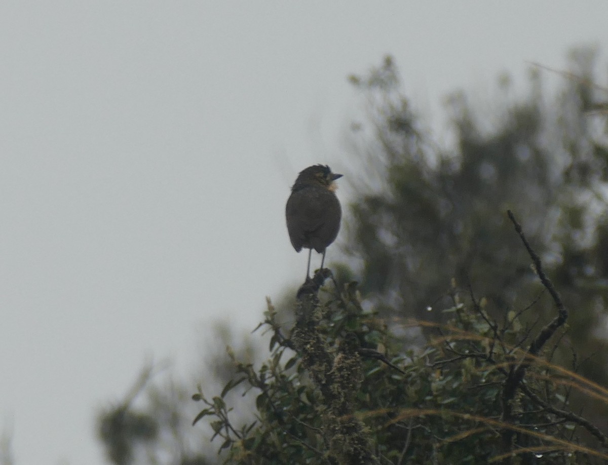 Tawny Antpitta - ML644578951