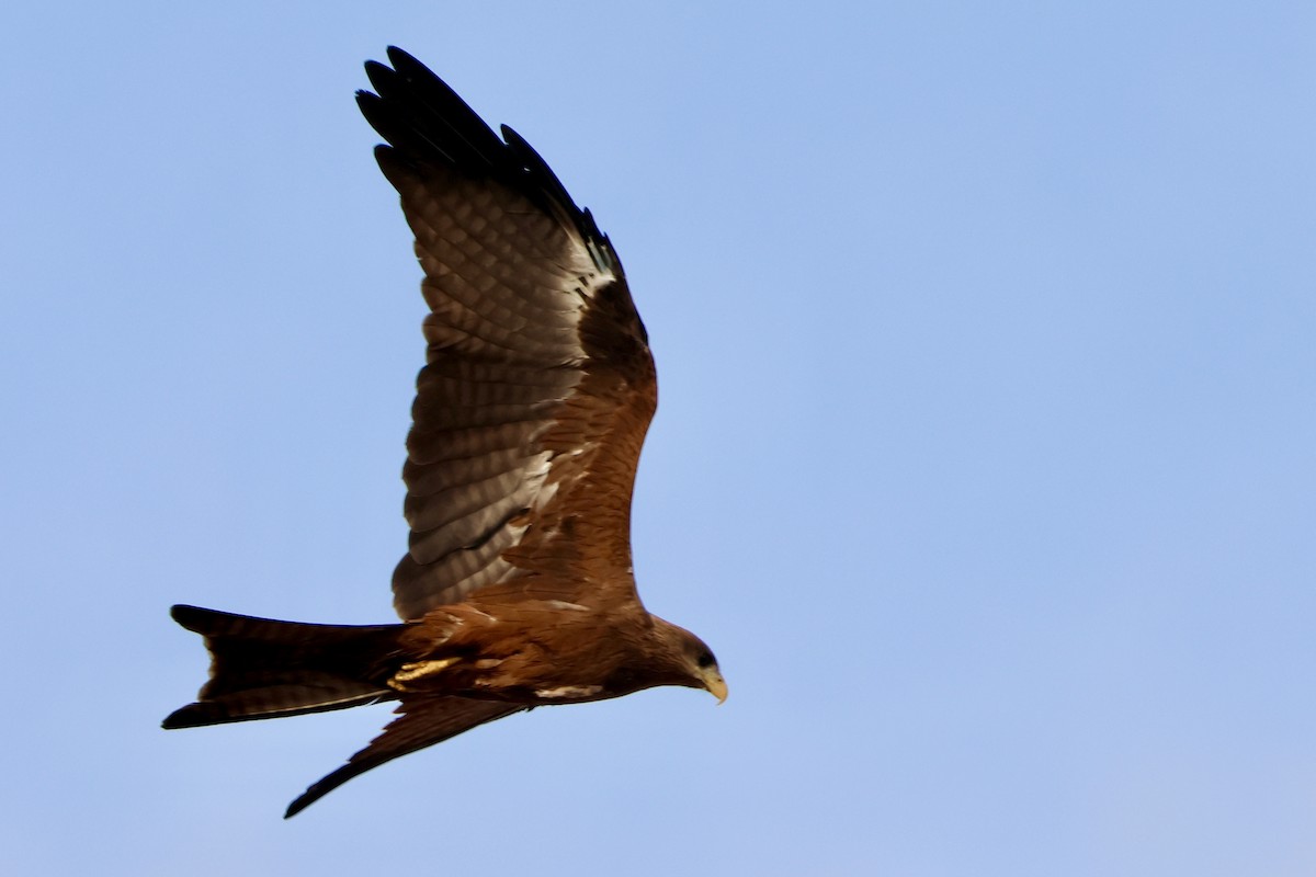 Шуліка чорний - ML644578952