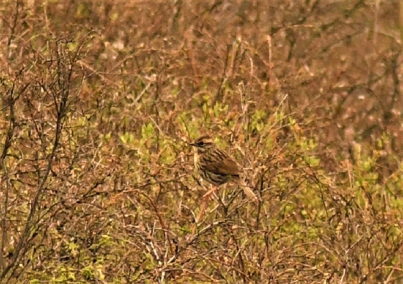 Тинівка рудоброва - ML644578954