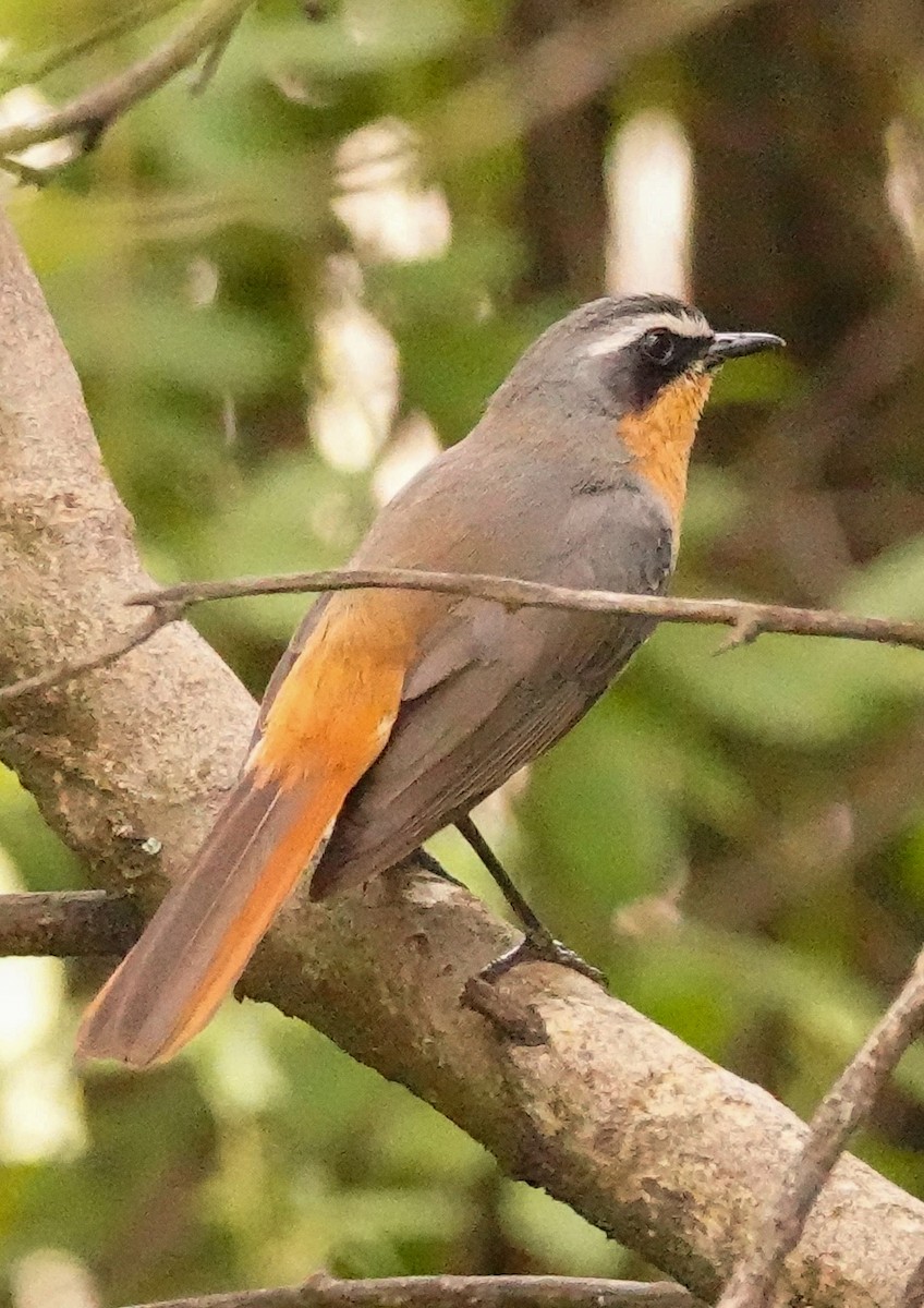 Золотокіс садовий - ML644578956