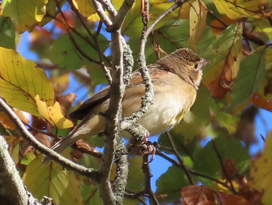 Лускун - ML644578957