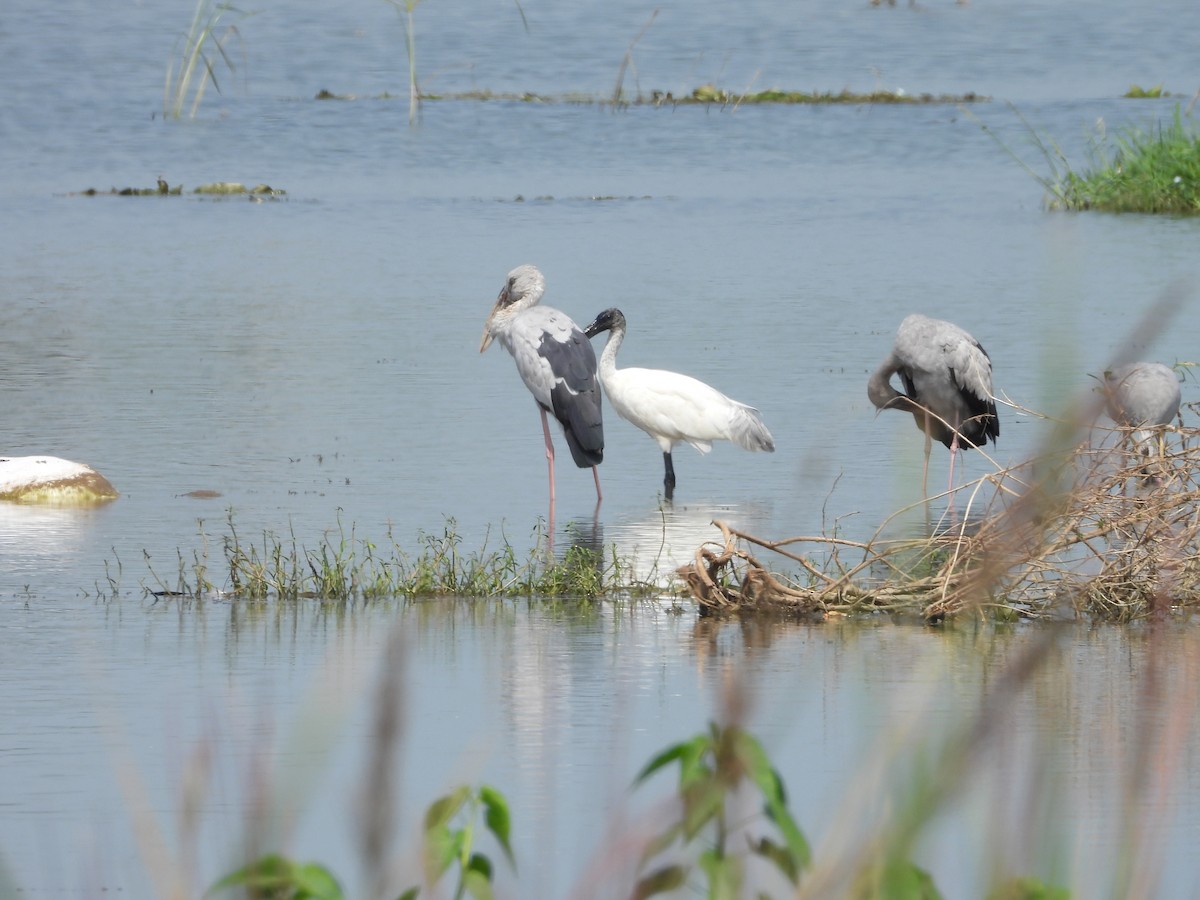 Black-headed Ibis - ML644578958